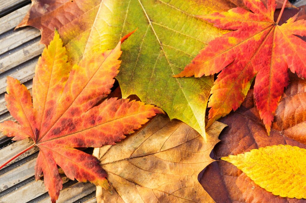 Fall home maintenance